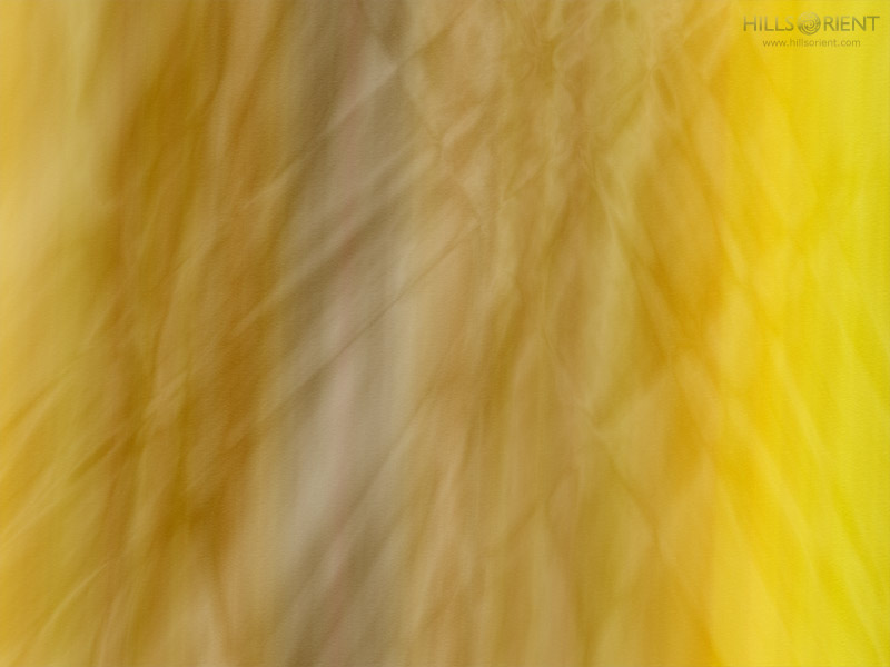 Free Desktop Wallpaper